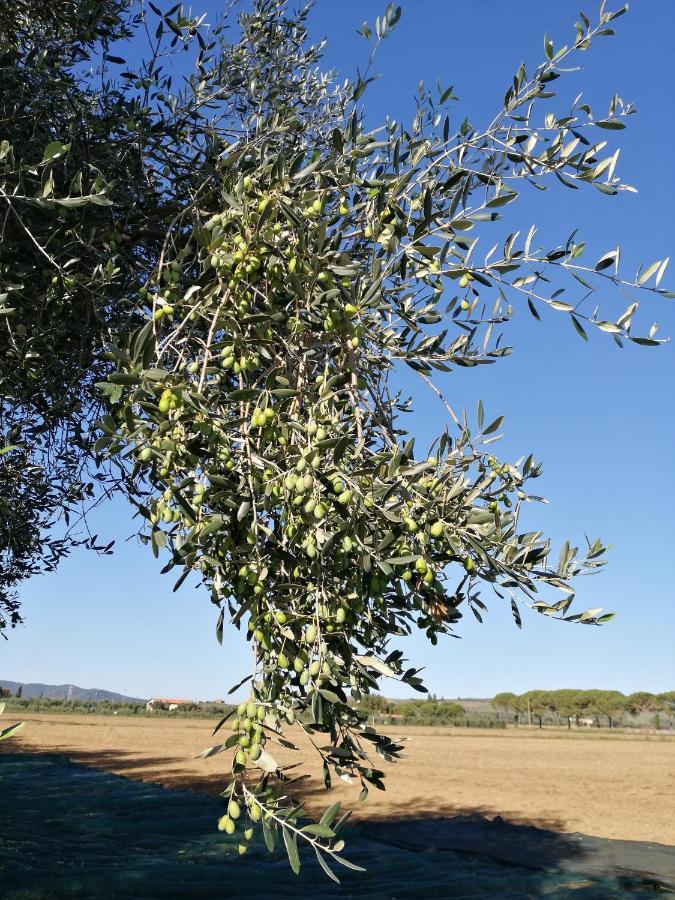 Il Podere Di Sole Роккастрада Экстерьер фото